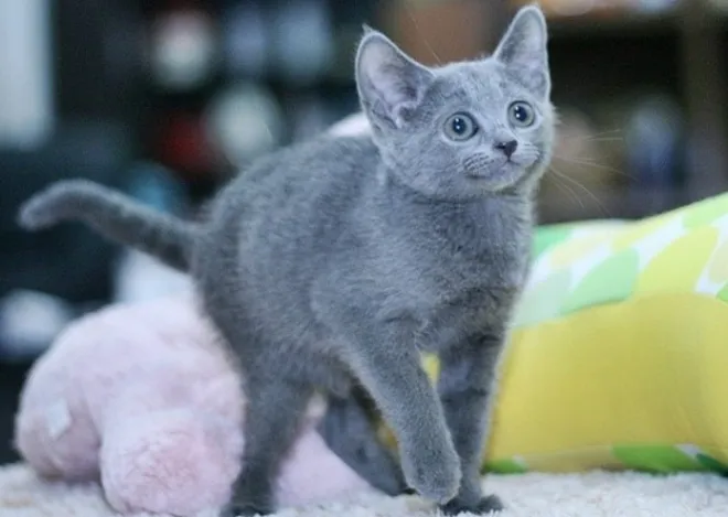 러시안블루 고양이 가격 믹스 수명 털빠짐_7