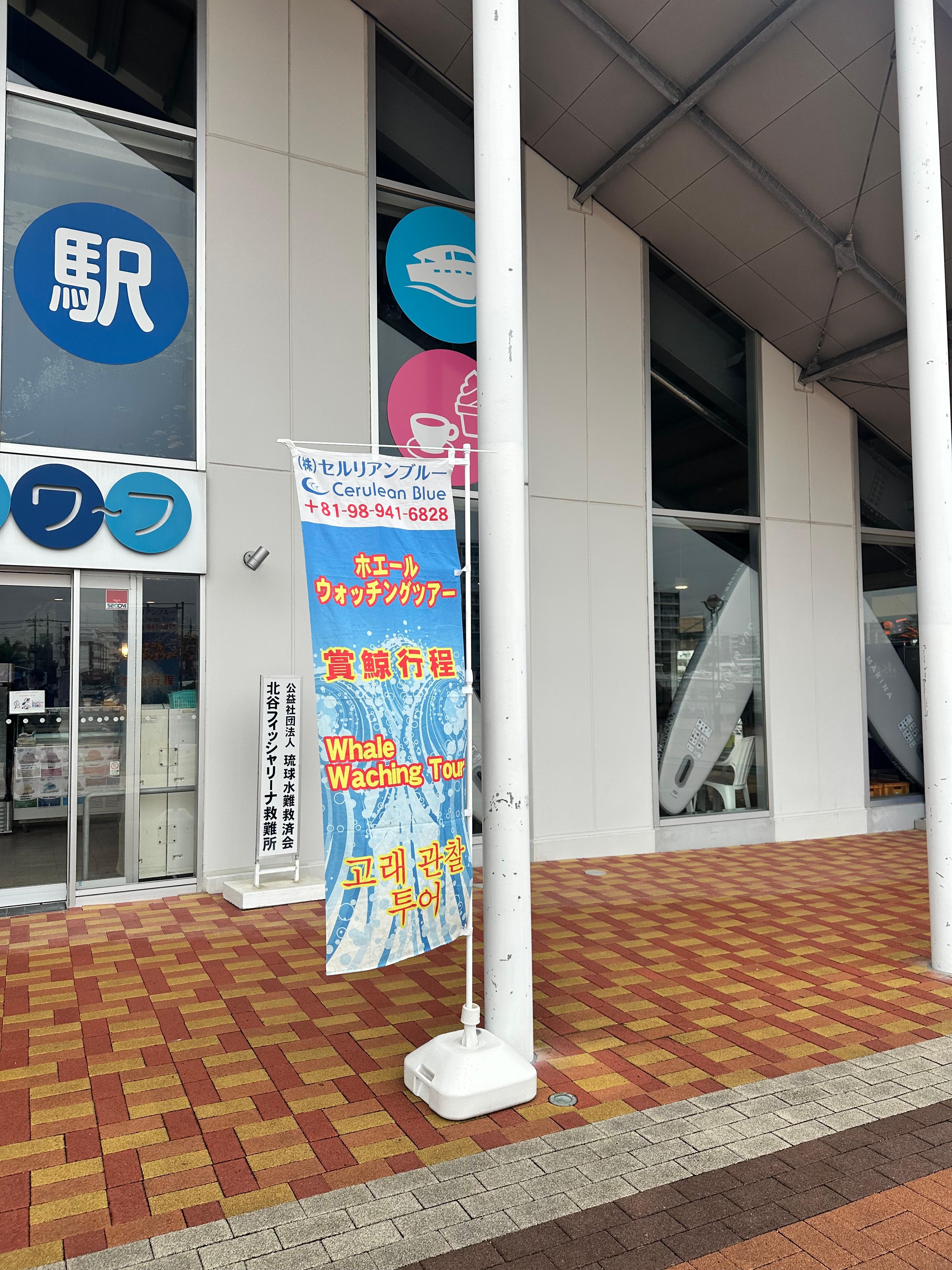 일본 오키나와 혹등고래 투어 후기 - 차탄항 · 산티아고투어·꿀팁 총정리!