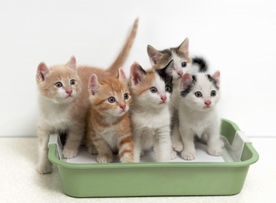 많은 아기 고양이와 화장실.