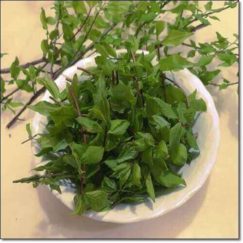 화살나무 먹는 법