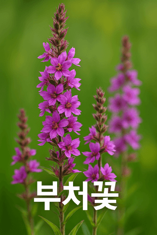 부처꽃 : 계절의 정점을 물들이는 여름꽃의 절정미