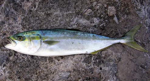 12월 제철 수산물 추천 BEST 5: 겨울 바다의 선물 방어,홍가리비,우럭,개불,독도새우