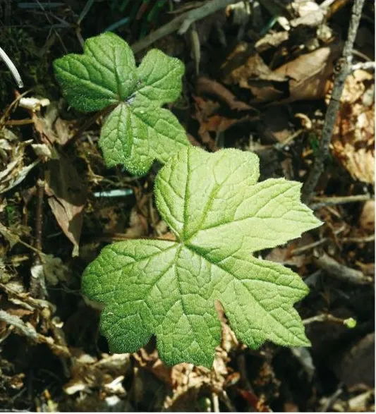 방풍나물 재배 모종 심기 바람막이 설치 생육 관리_3