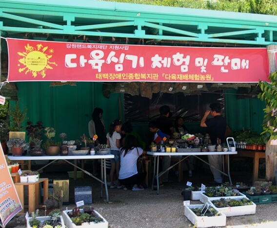 태백 해바라기축제