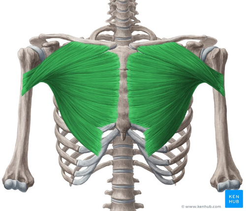 Pectoralis Major
