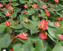 안스리움 관리법 알아보기