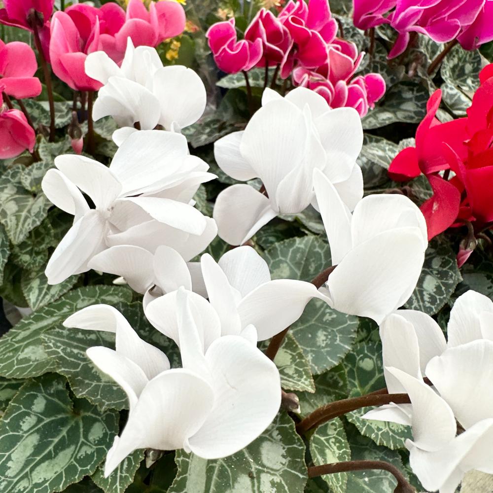 시클라멘 꽃말 월동온도 키우는 방법