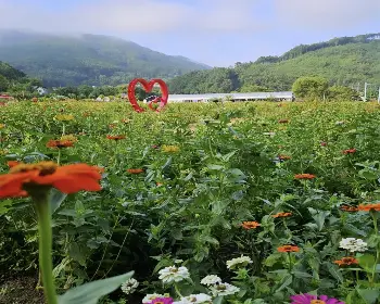 원주 용수골 가을꽃축제_28