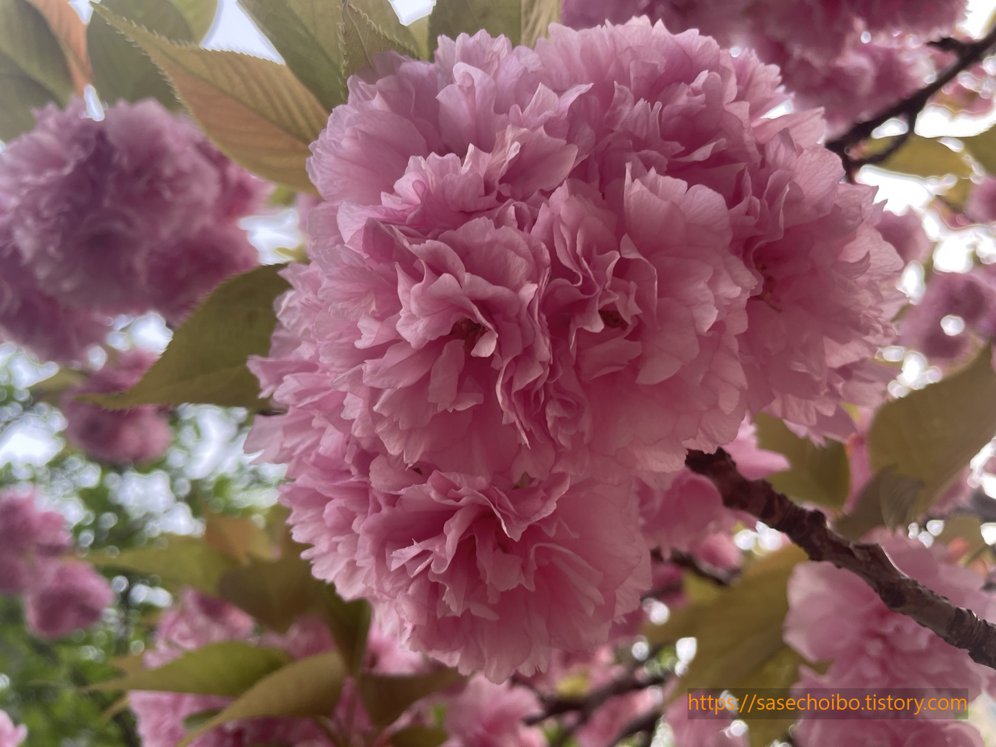 벚꽃 사진1