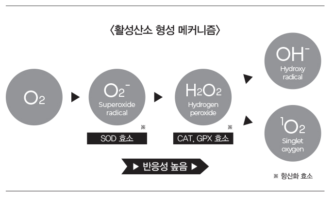 노화의 주범 활성산소