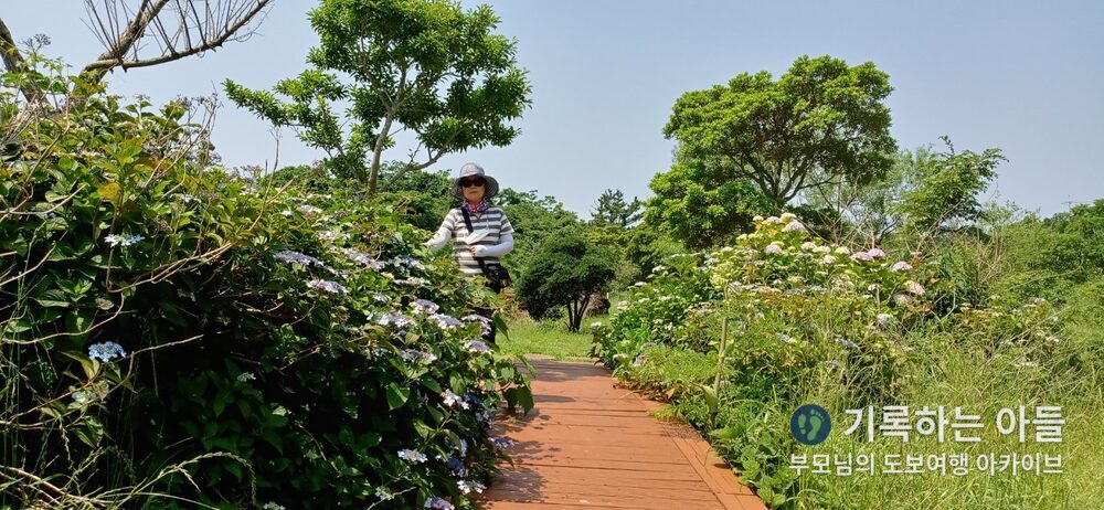 대왕수천 수국길 어머니