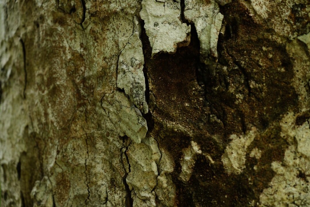 Colostrum