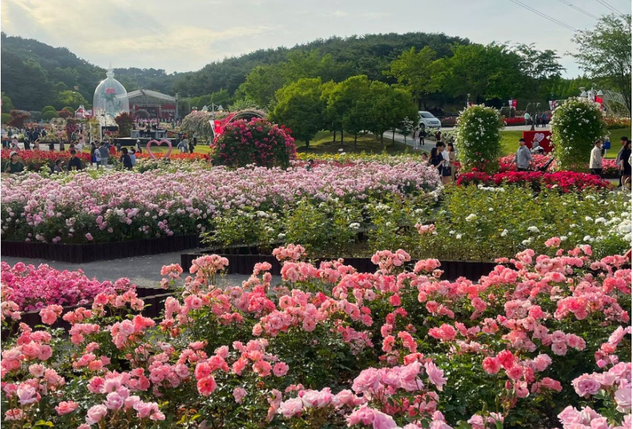 울산대공원 장미