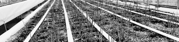 쪽파 재배방법 ❘ 쪽파 키우기: 로테이션 재배