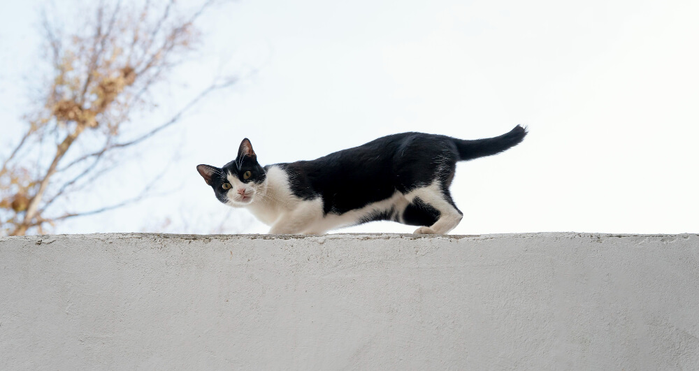 TNR 중성화 수술, 왜 꼭 필요할까? 길냥이 복지의 시작