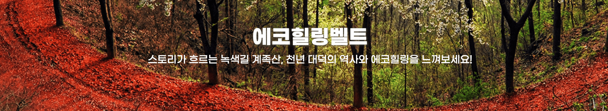 계족산 황토길(황톳길)