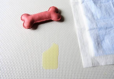 배변 패드만 100장 버리고 깨달은 강아지 배변 훈련의 한 끗 차이