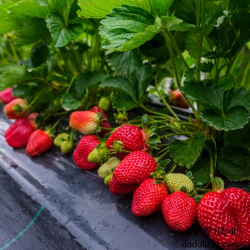 논산 딸기축제 일정 초대가수