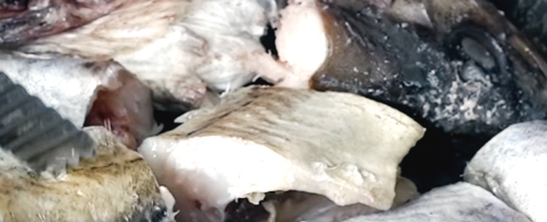 코다리 노릇노릇