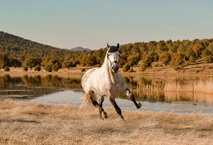 말띠 2025년 운세