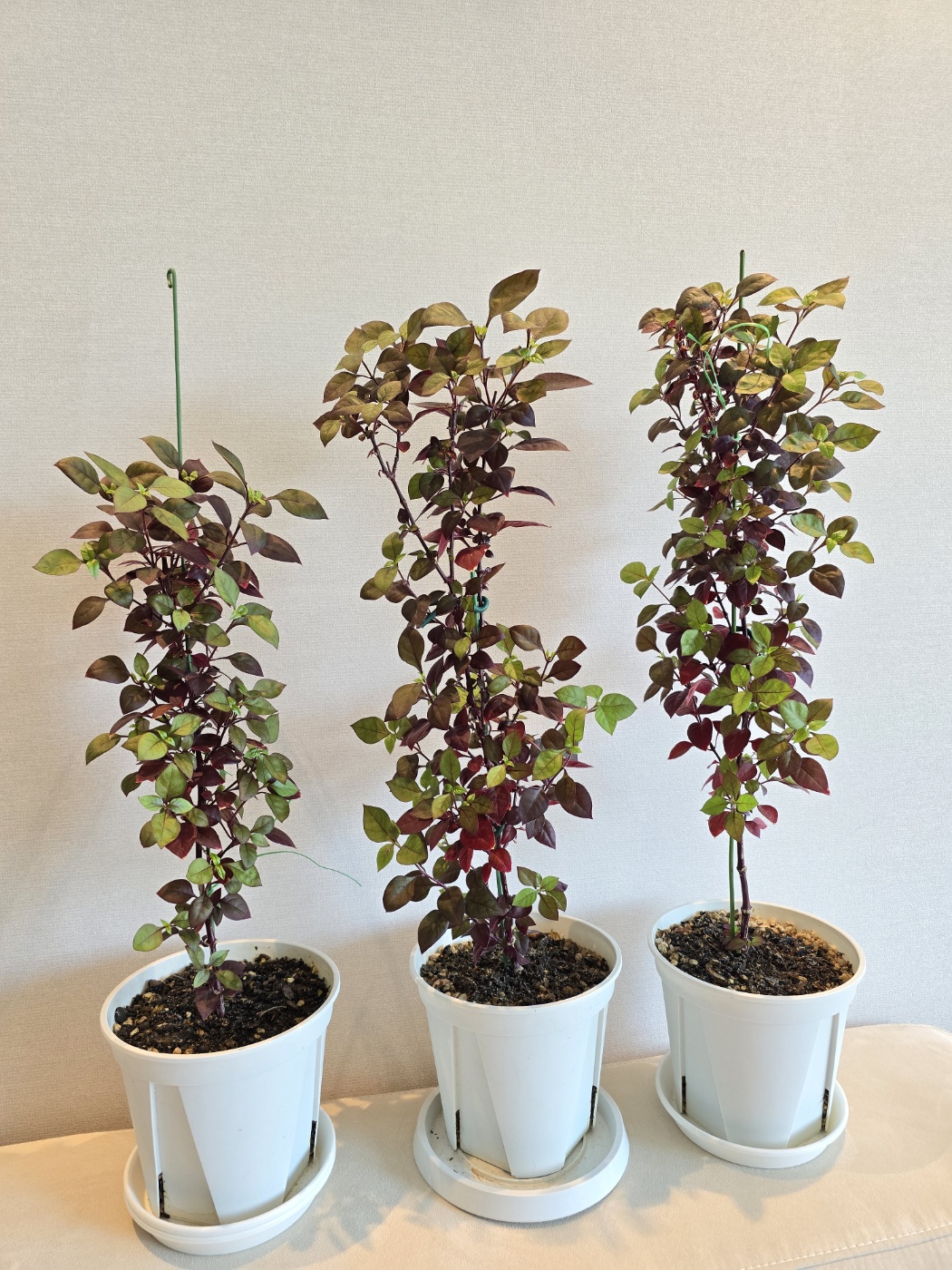 잎이조금더 많이 풍성해진 퍼플프린스