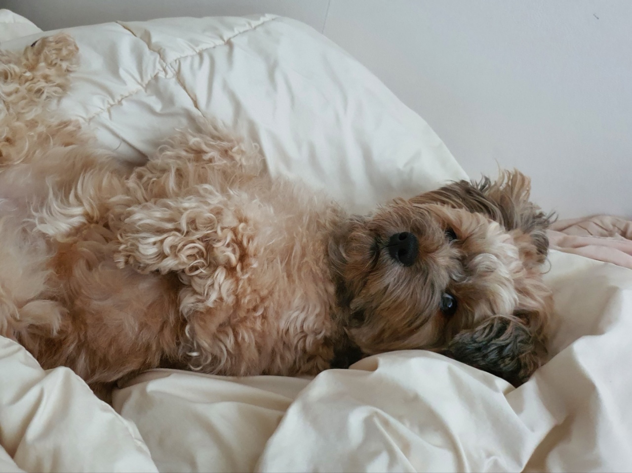 누워 있는 강아지 토리