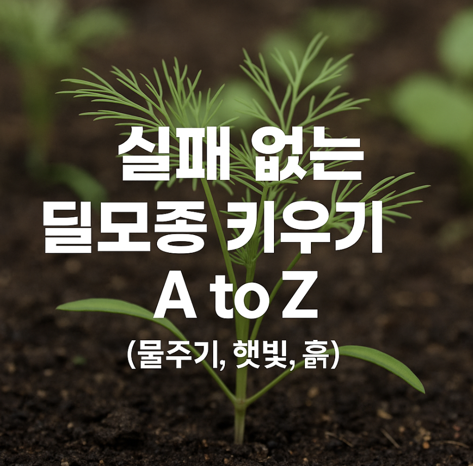 실패 없는 딜모종 키우기 A to Z (물주기, 햇빛, 흙)