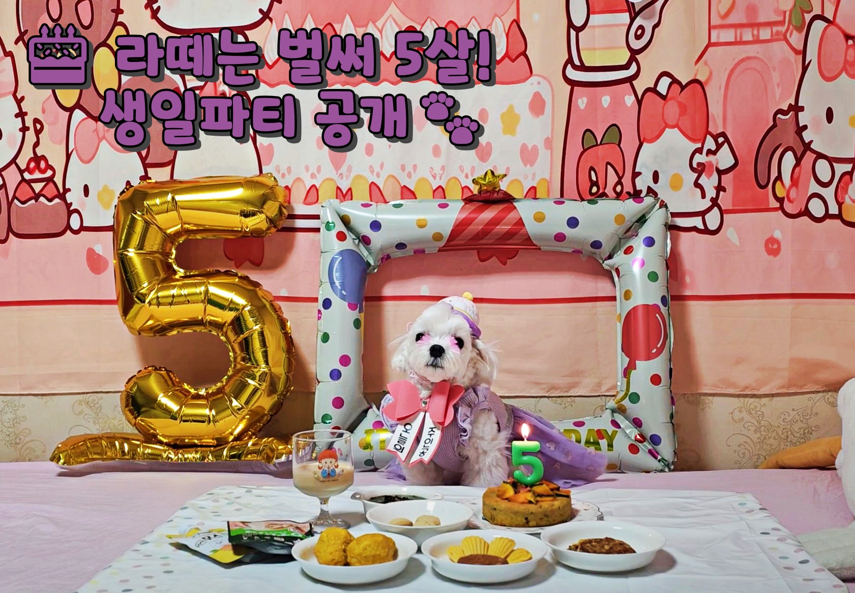 라떼의 생일 사진