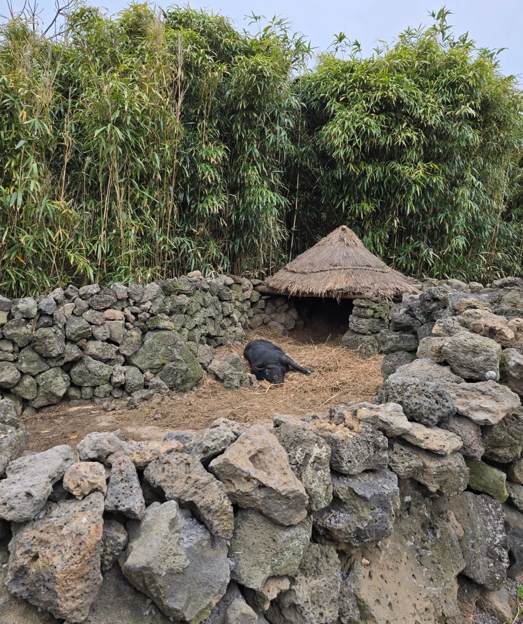 제주 민속촌 옛날 화장실 흑돼지 이미지