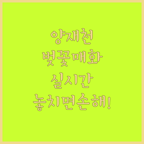3월 양재천 매화 벚꽃 개화 시기와 ..
