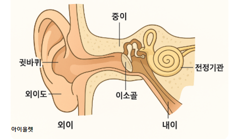 귀 구조도