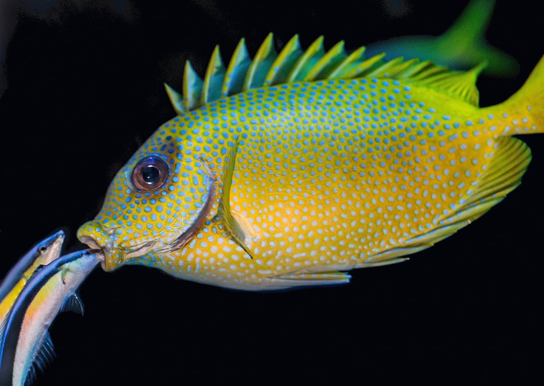 Bonghwang (meaning ice fish)