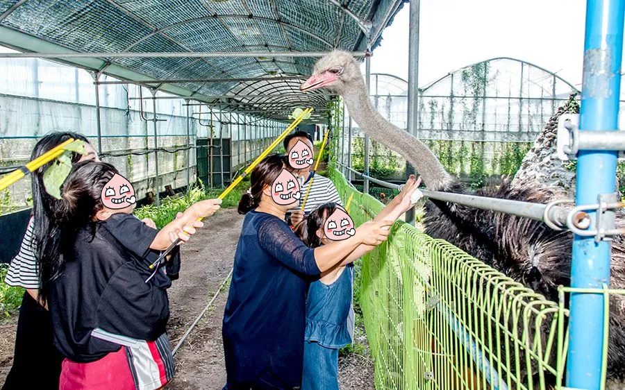 제주도-아이들과-가볼만한-체험-타조-먹이주기-체험하는-사람들
