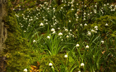 화담숲-예약-방법