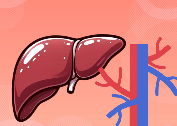 간과-혈관-그림