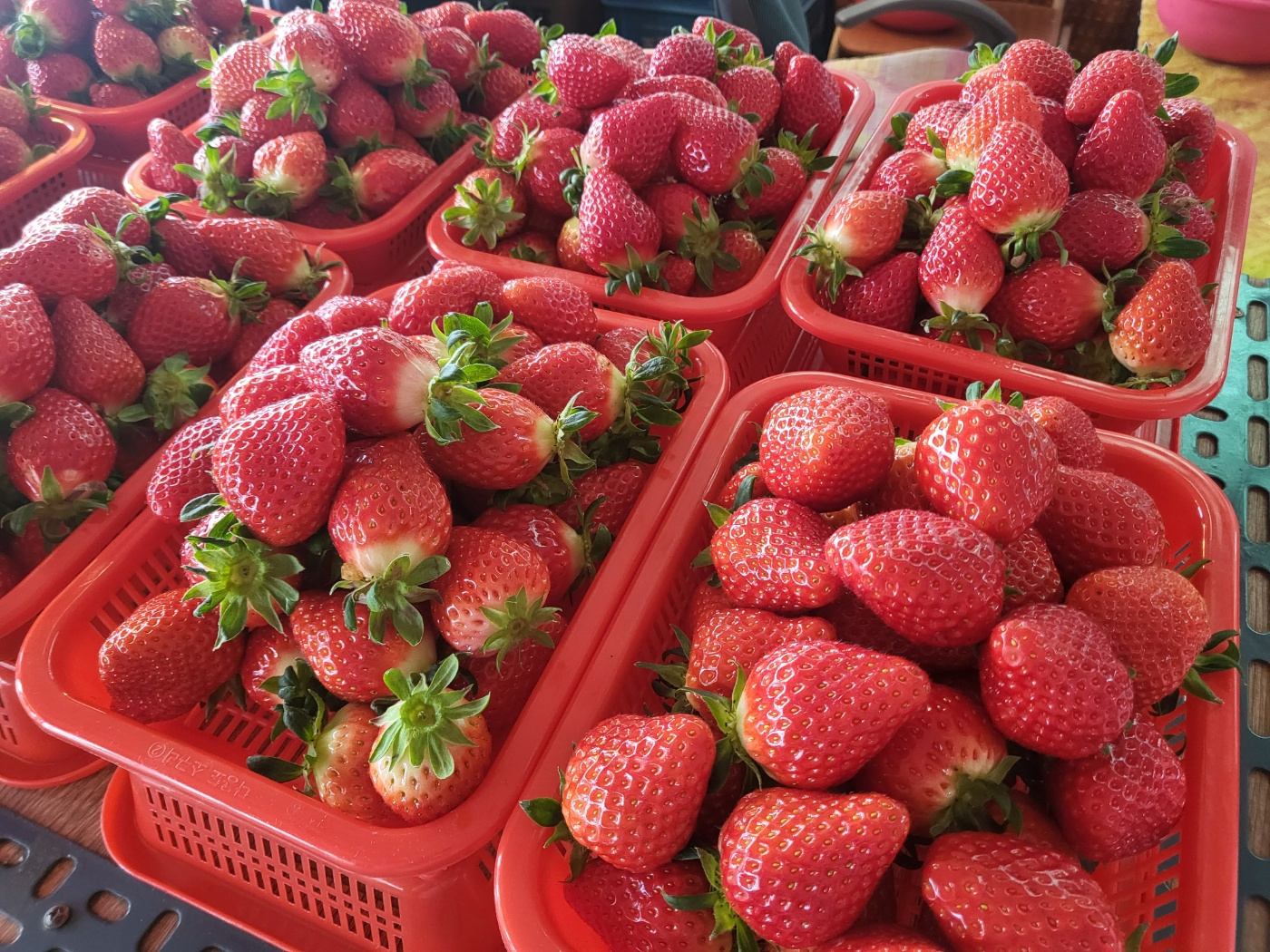 문의 딸기 (싱싱딸기)