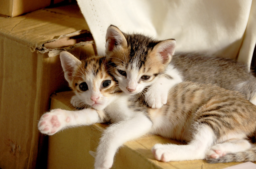 우리는 왜 귀여운 것에 끌릴까? 귀여움이 주는 심리적 효과