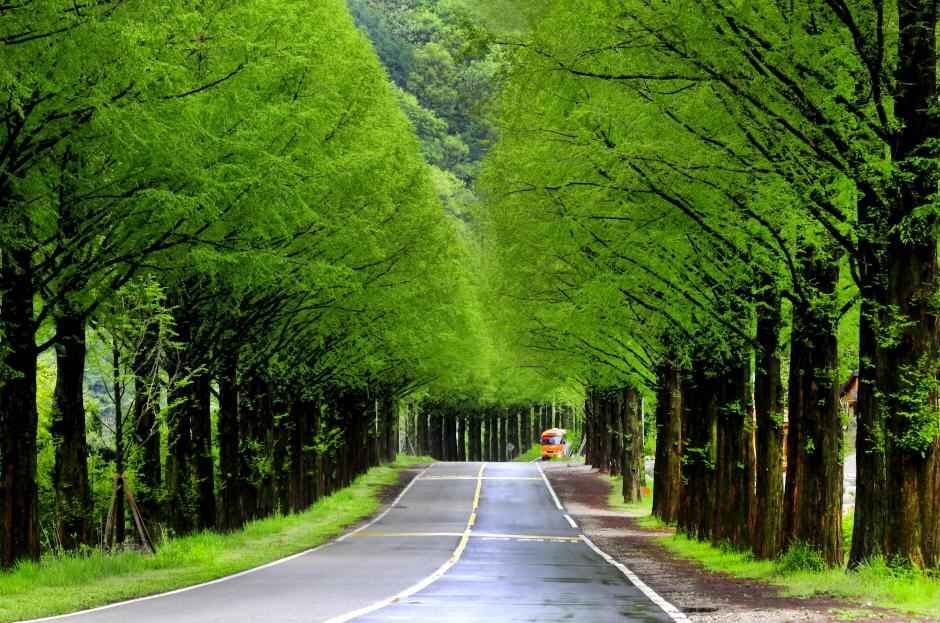 부귀편백숲산림욕장