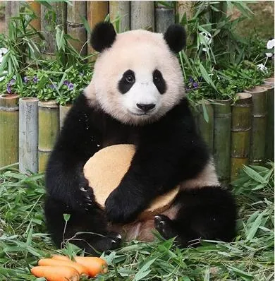 푸바오 돌잔치 모습.