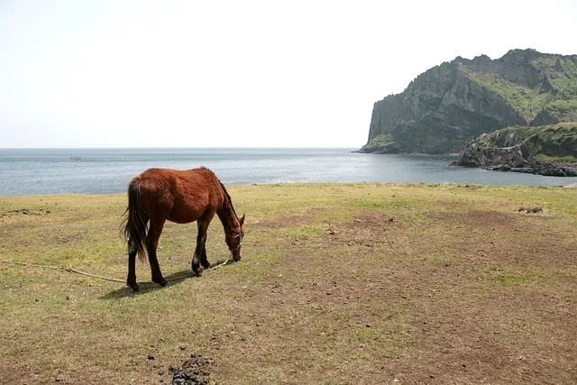 제주 유채꽃 개화 시기 봄 여행 필수 코스_2
