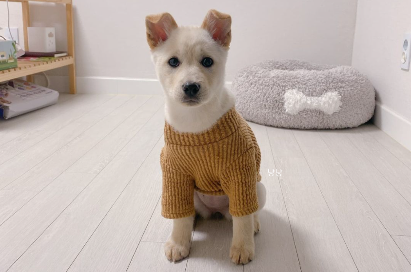 떡국이 강아지 
