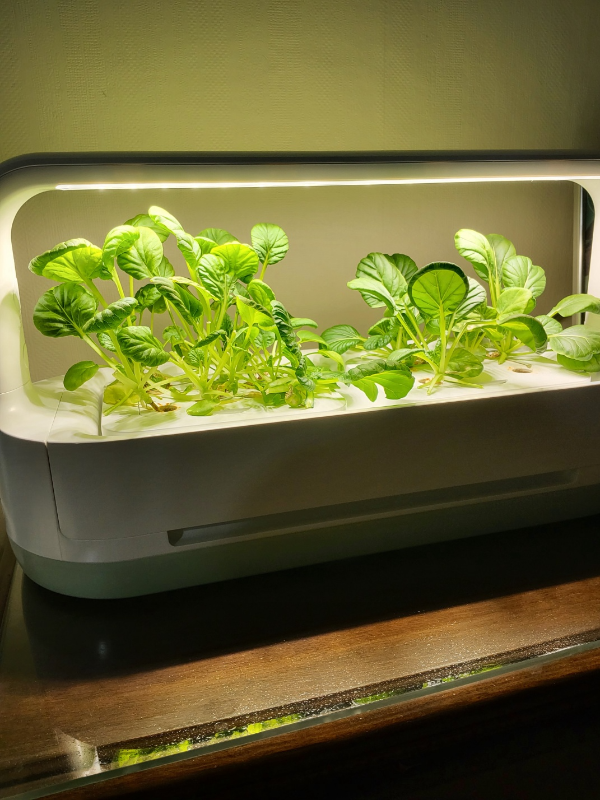 LG틔운 미니 수경재배기