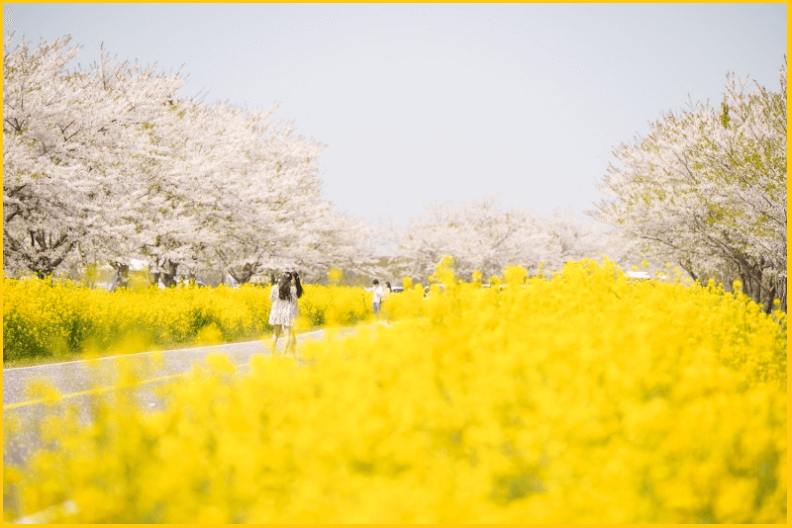 24년-유채꽃명소-가는길-안내