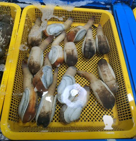 6시내고향 코끼리조개 왕우럭조개 홍해삼 구매 정보 경남 거제 한아름수산