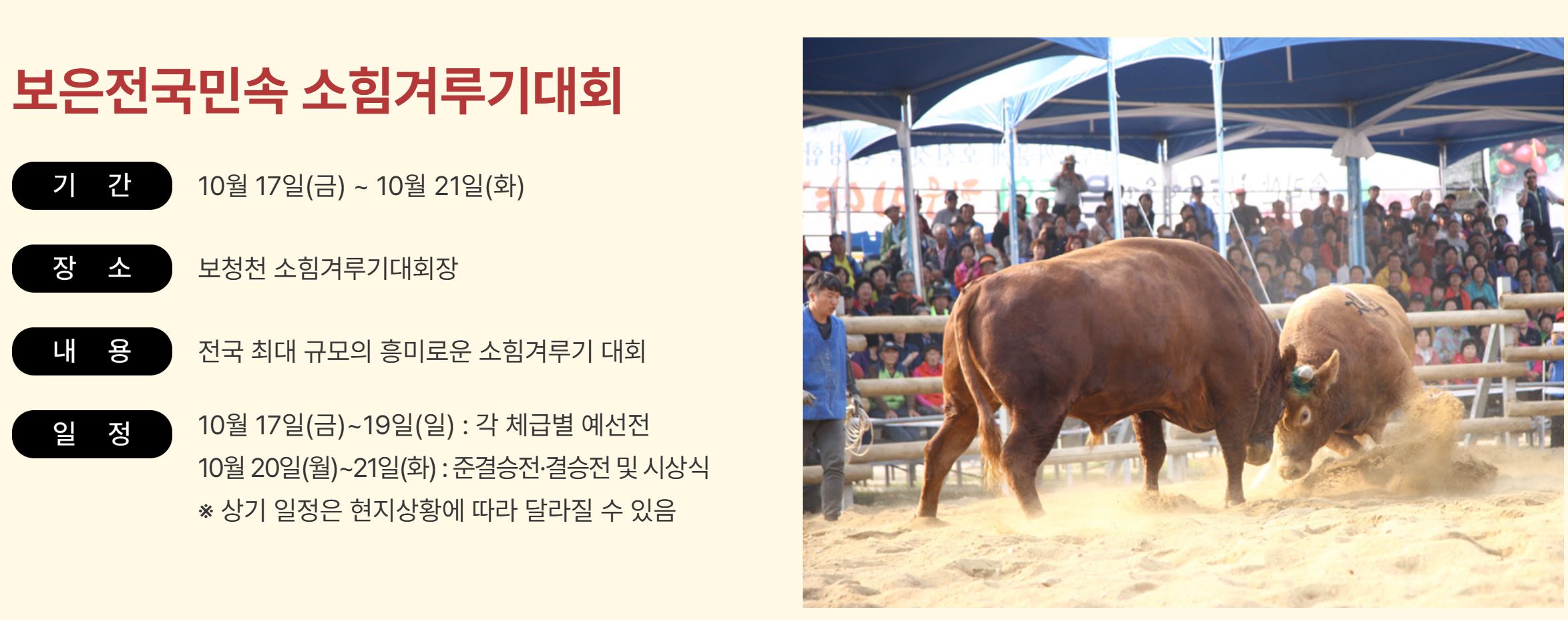 보은대추축제 일정표 초대가수 소싸움시간 2025년