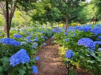 보성 가볼만한곳 베스트10 현지인 추천 필수코스_21