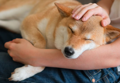 개가 혈변을 내지 않도록 하는 예방법.