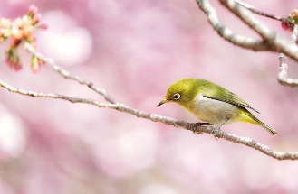 벚꽃 개화 시기-1