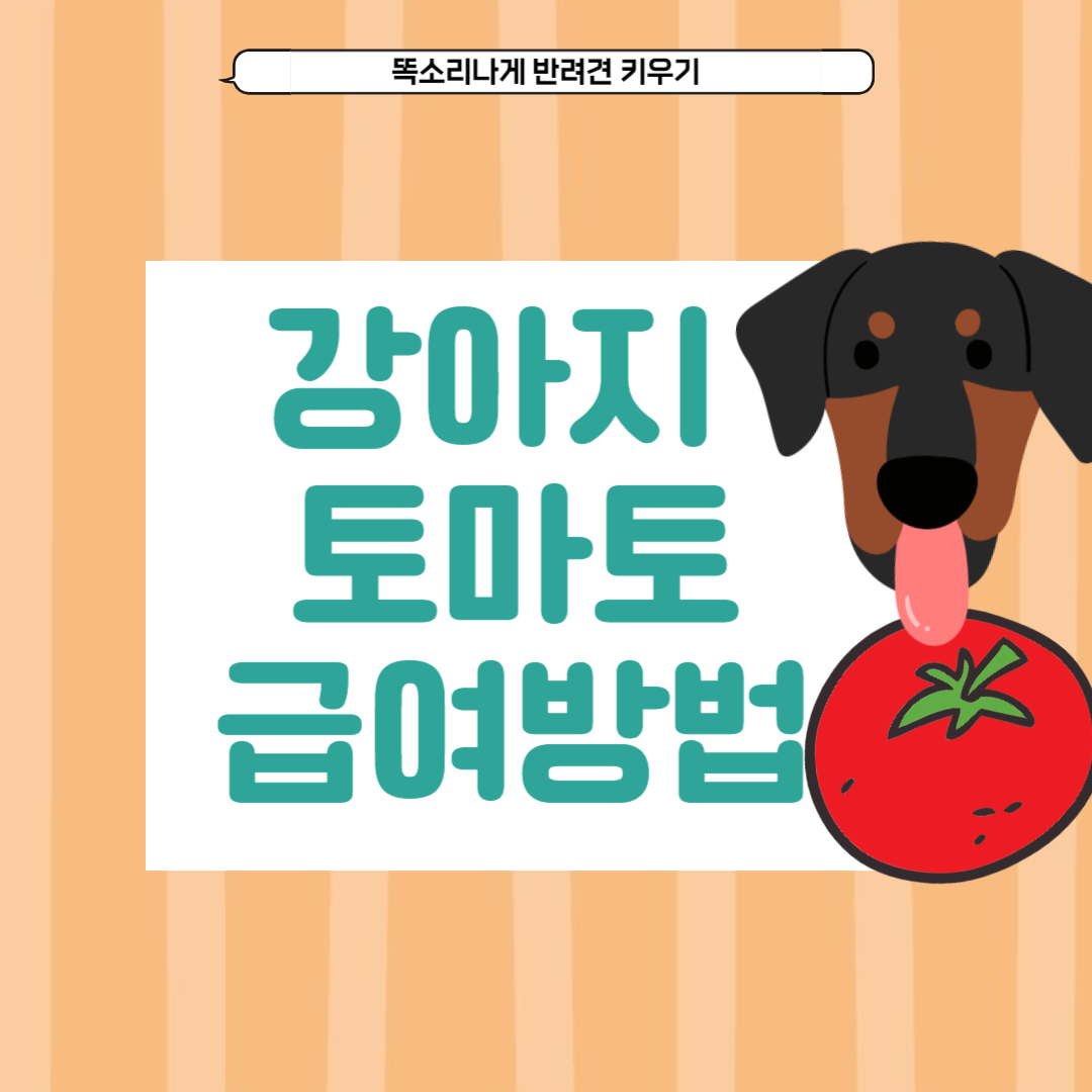 강아지 토마토 급여량 하루적정량 효능 주의할 점