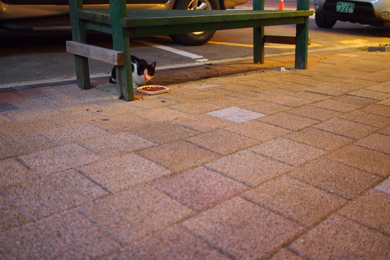 길냥이 밥 주면 법에 걸릴까? — 길고양이 급식소의 현실과 법적 기준